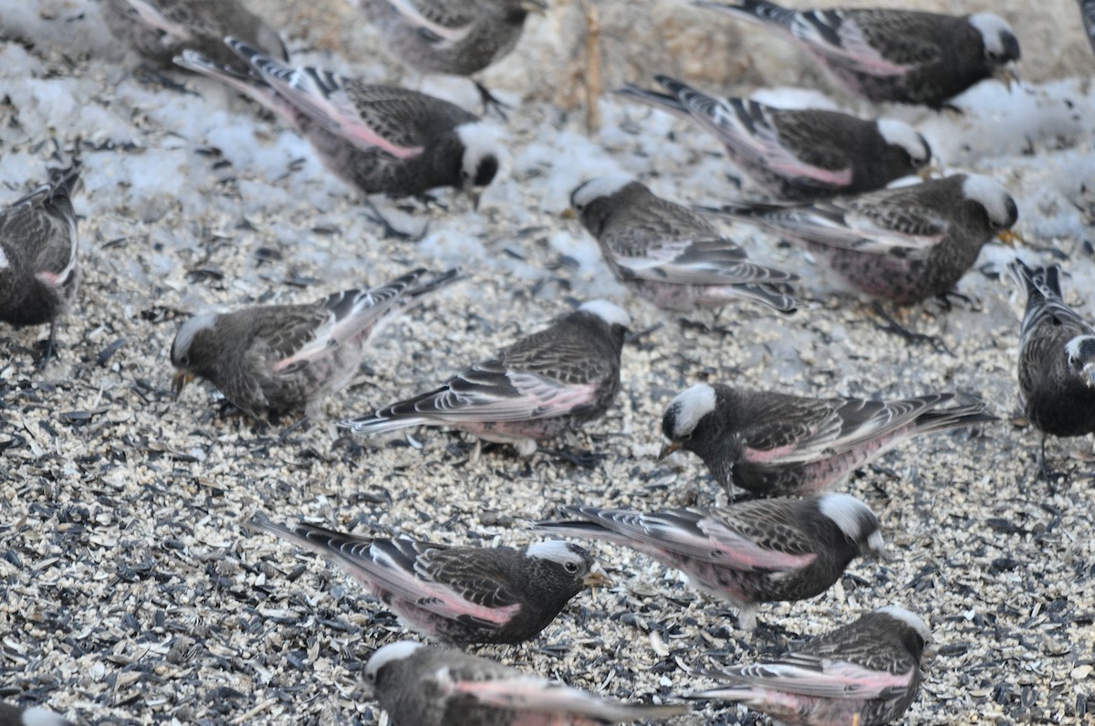 Black Rosy-Finch - John Mark Simmons