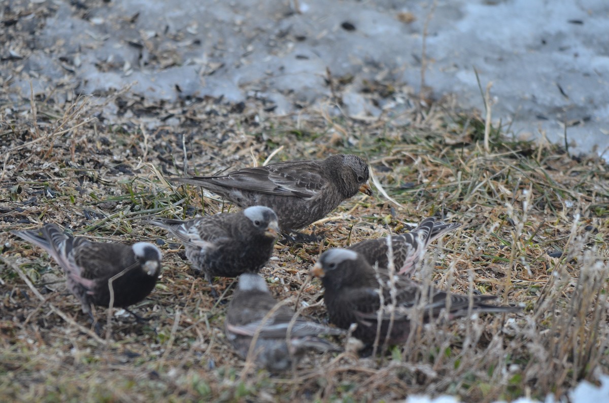 Black Rosy-Finch - John Mark Simmons