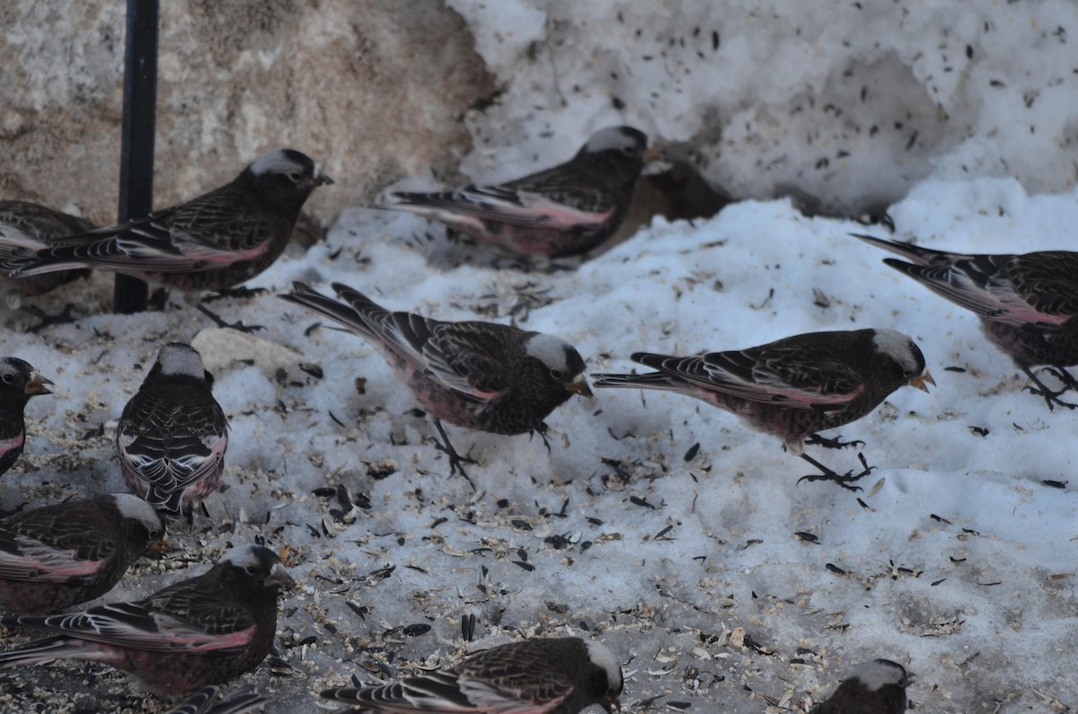 Black Rosy-Finch - John Mark Simmons