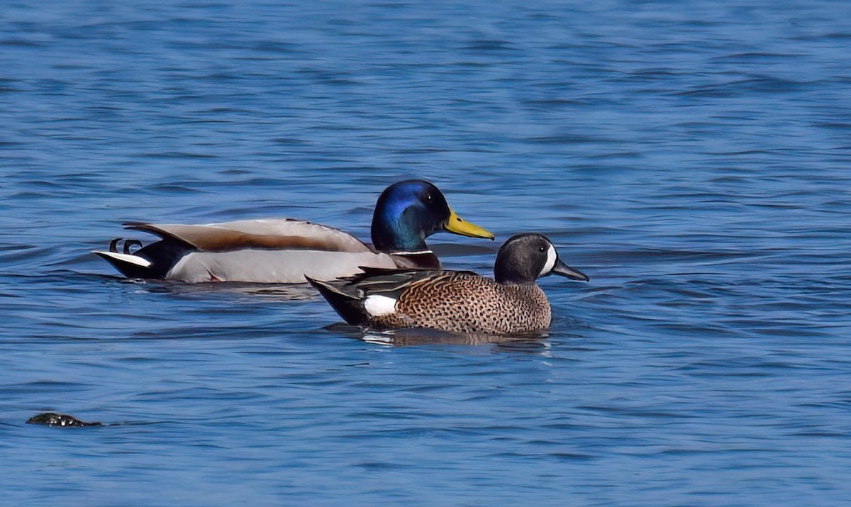 Blue-winged Teal - ML615549693