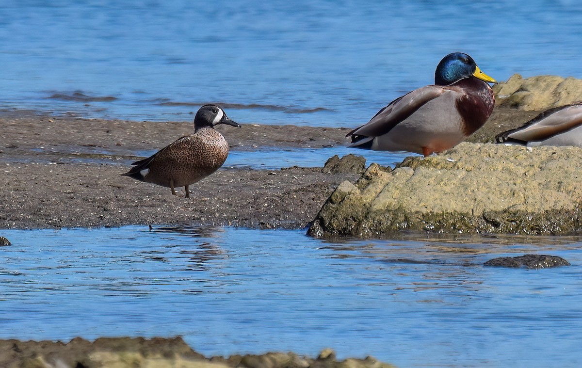 Blue-winged Teal - ML615549699