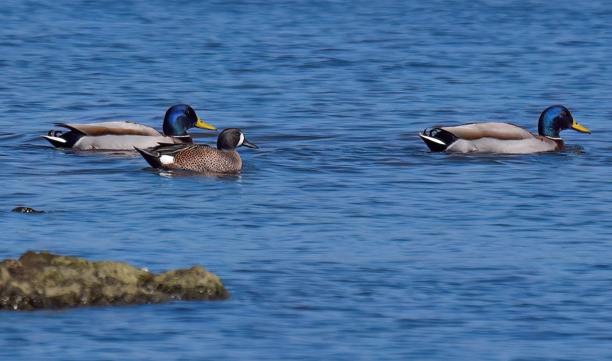 Blue-winged Teal - ML615549703