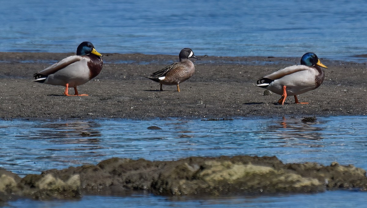 Blue-winged Teal - ML615549706