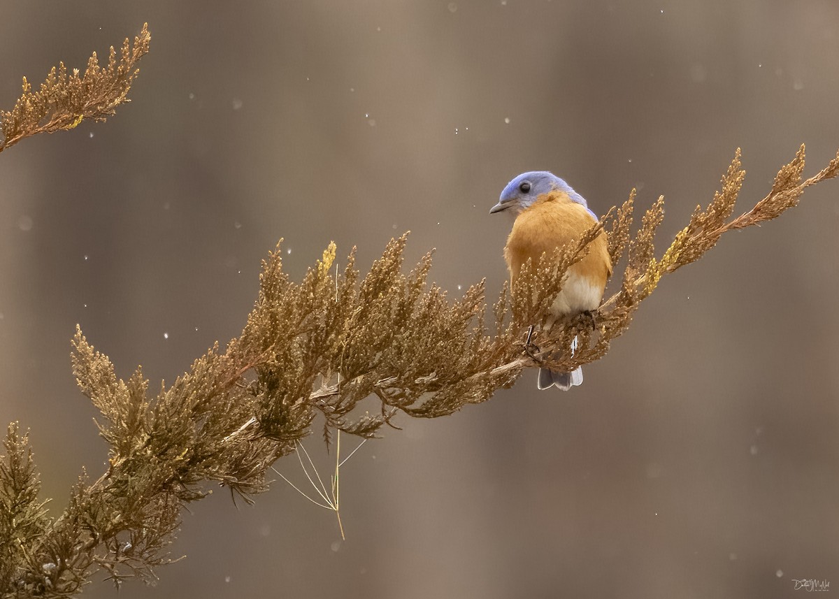 Eastern Bluebird - Darlene J McNeil