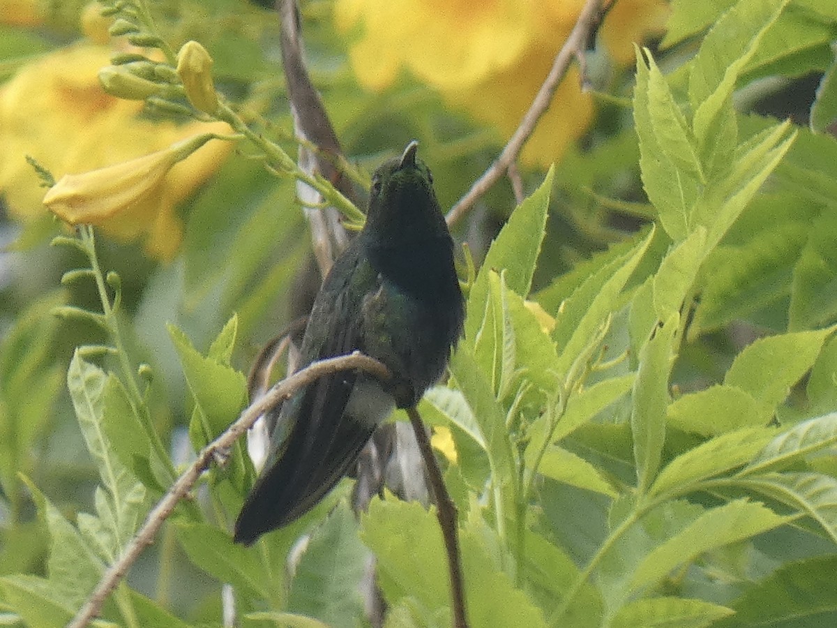 kolibřík tmavoprsý - ML615549788