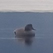 Gadwall - ML615549793