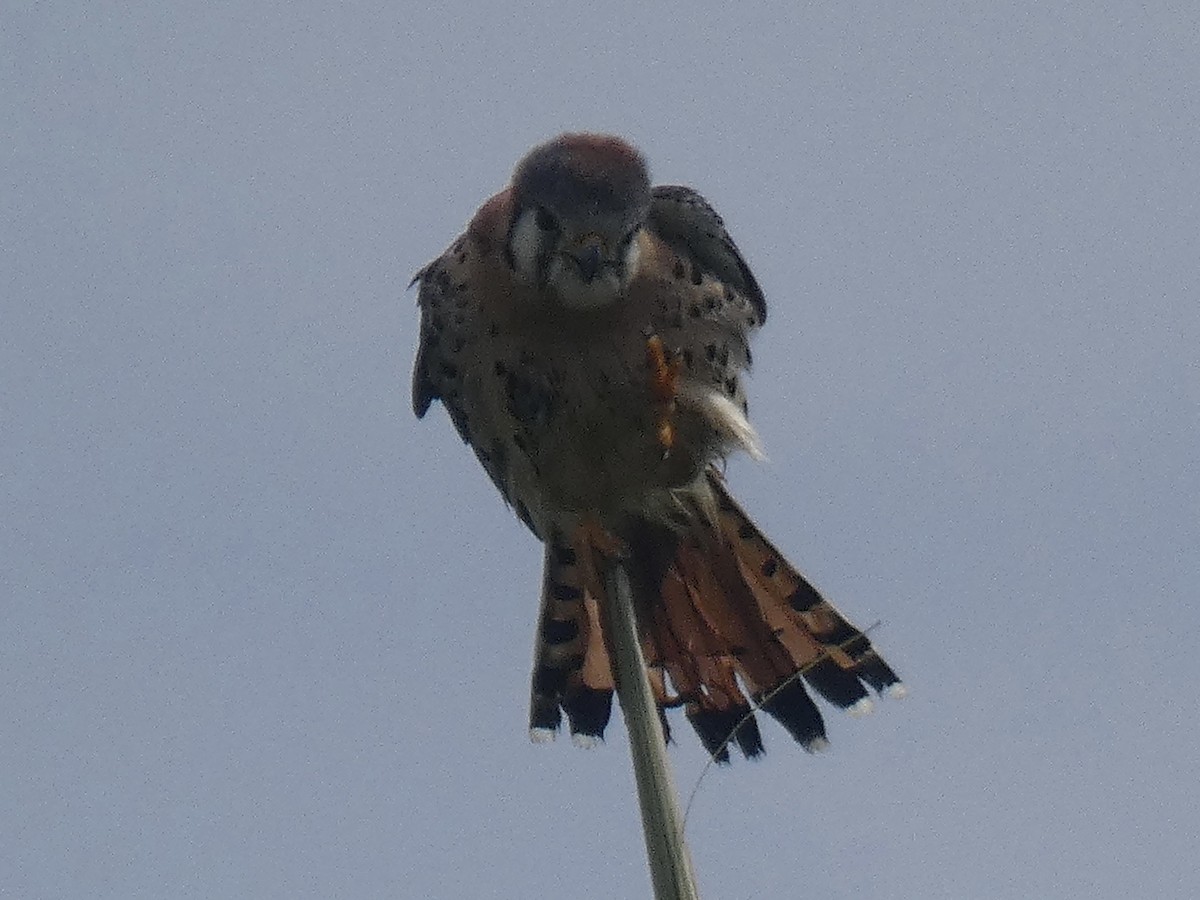 American Kestrel (Eastern Caribbean) - ML615549803