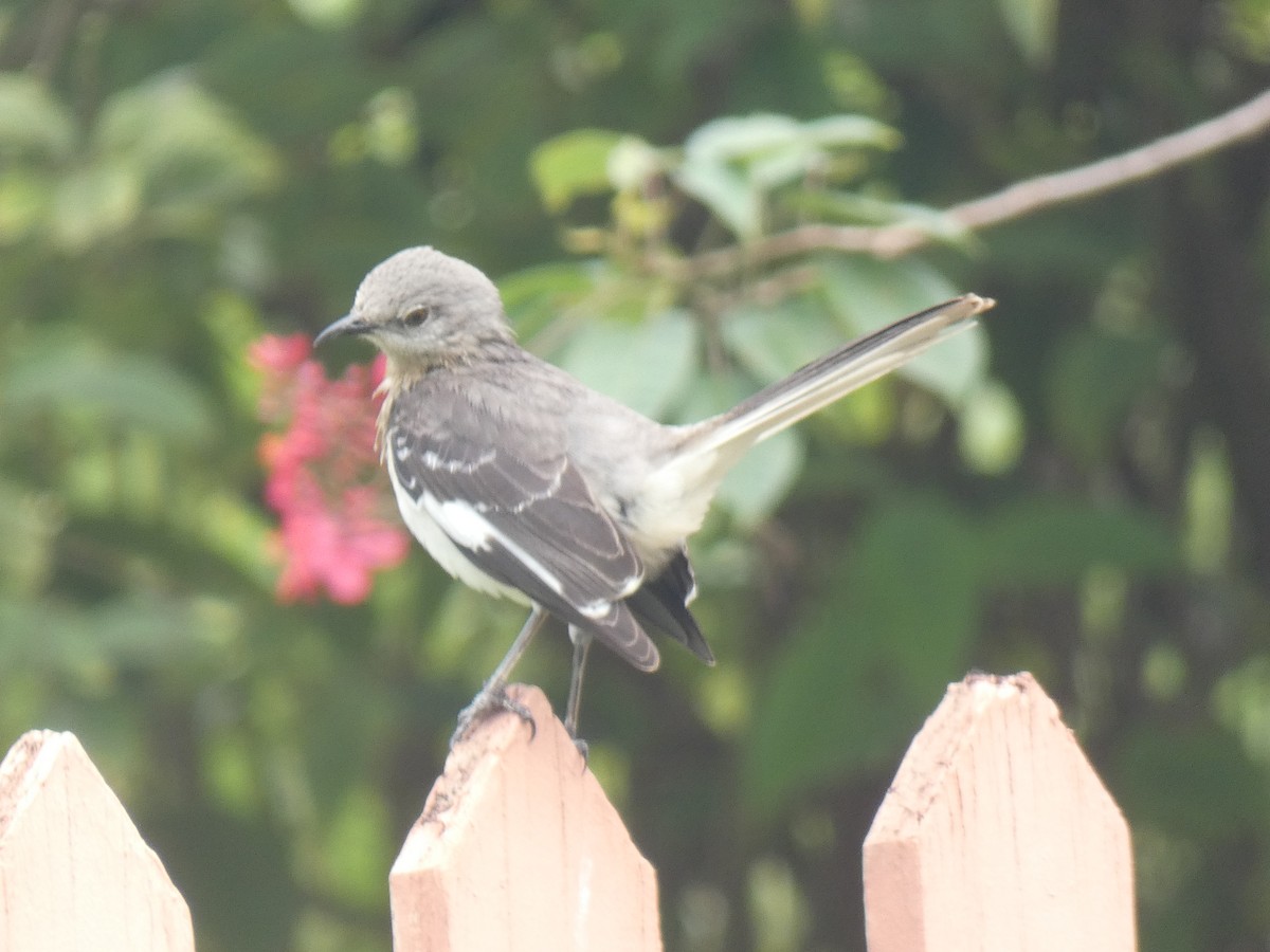 Northern Mockingbird - ML615549813