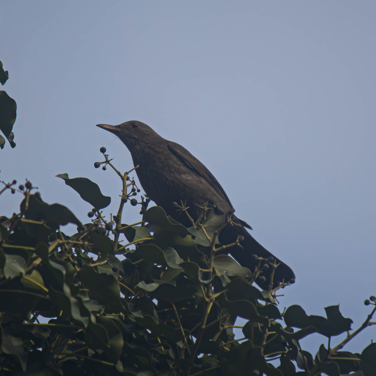 Eurasian Blackbird - Hilal Değirmenci