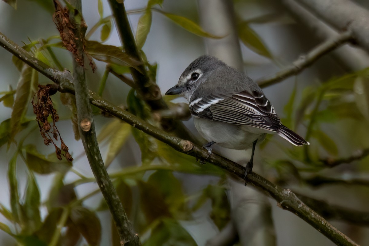 Plumbeous Vireo - David Ornellas