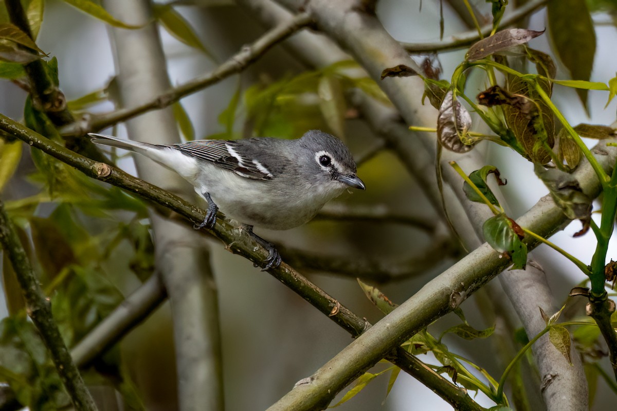 Plumbeous Vireo - David Ornellas