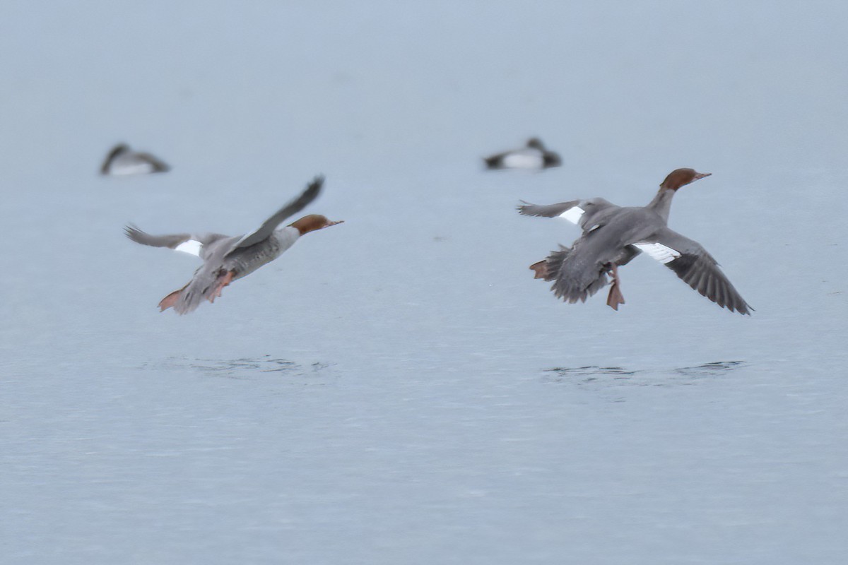 Common Merganser - ML615549996