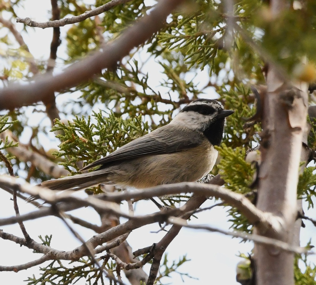 Mountain Chickadee - ML615550024