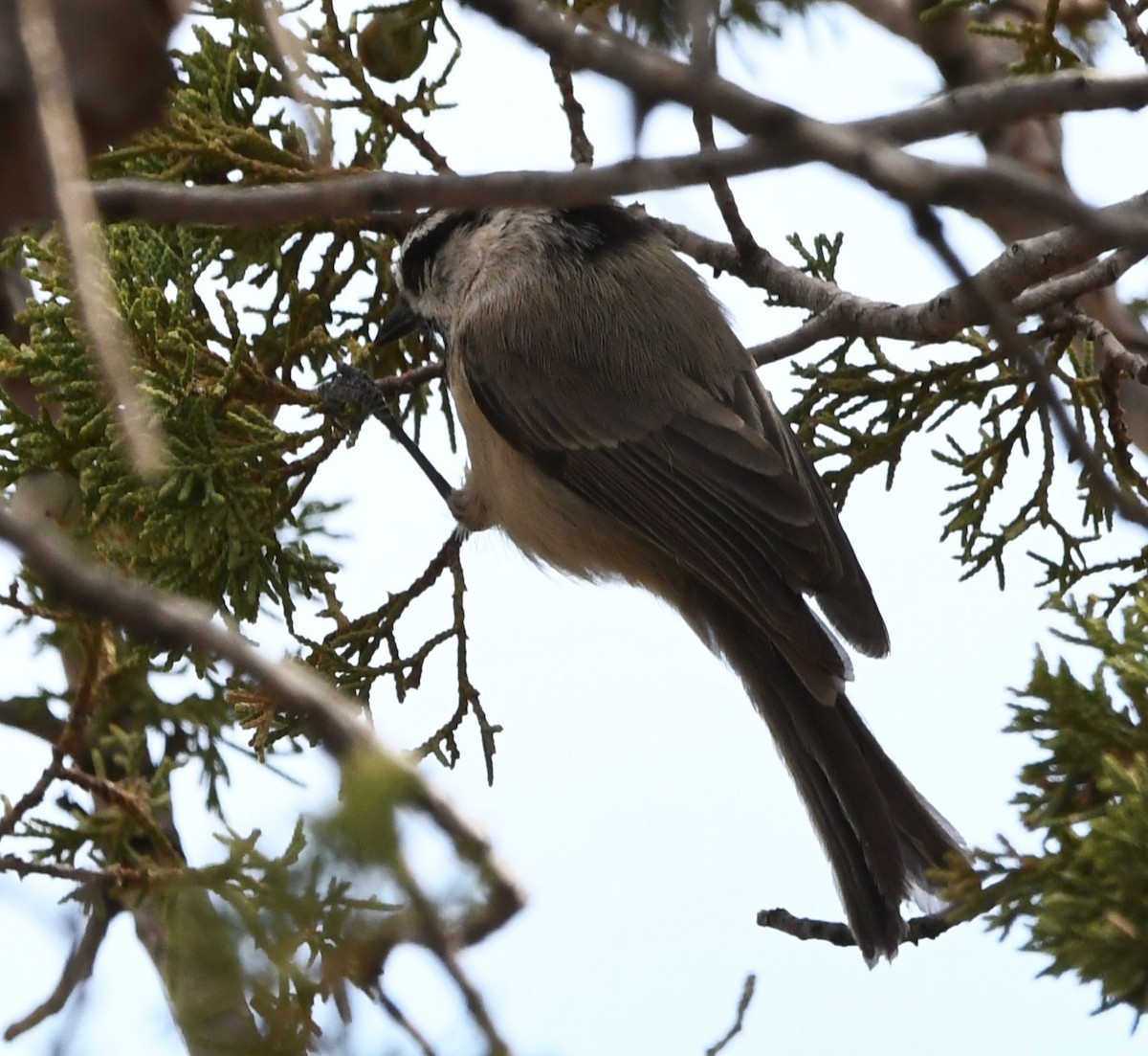 Mountain Chickadee - ML615550025