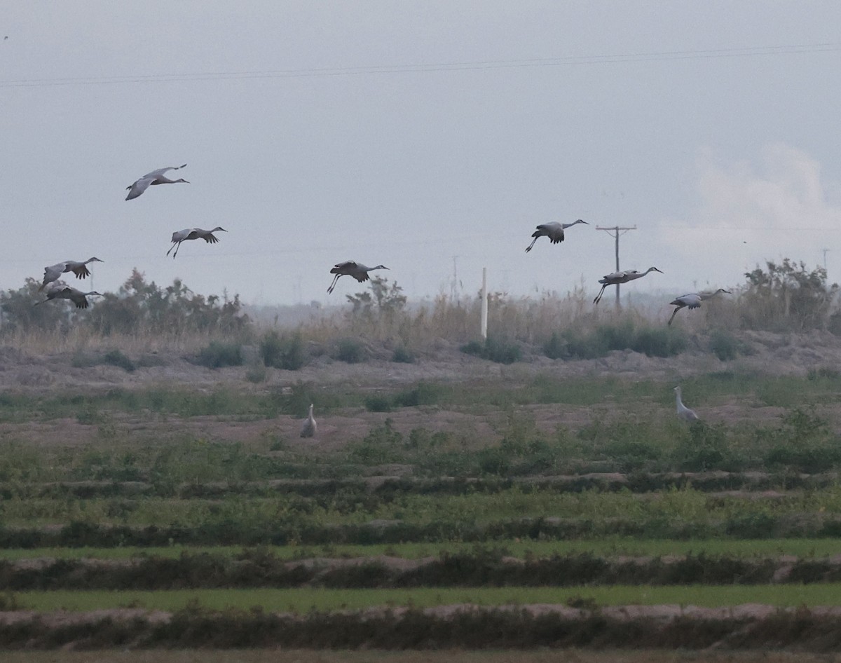 Sandhill Crane - ML615550065