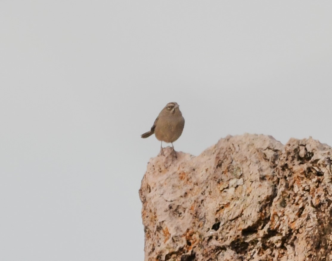 Rufous-crowned Sparrow - ML615550100