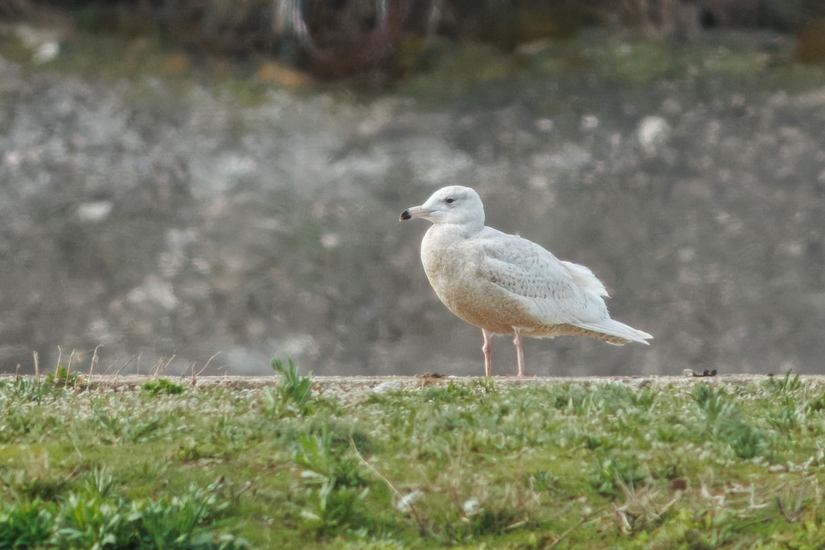 Glaucous Gull - ML615550101