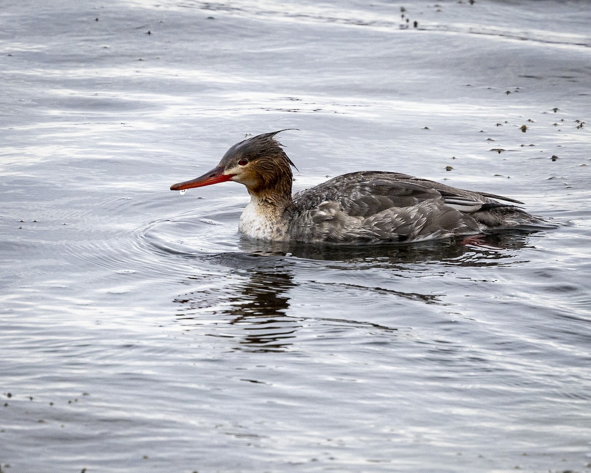 Red-breasted Merganser - Andrew James