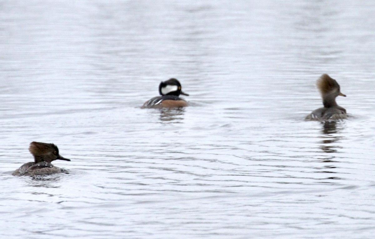 Hooded Merganser - ML615550189