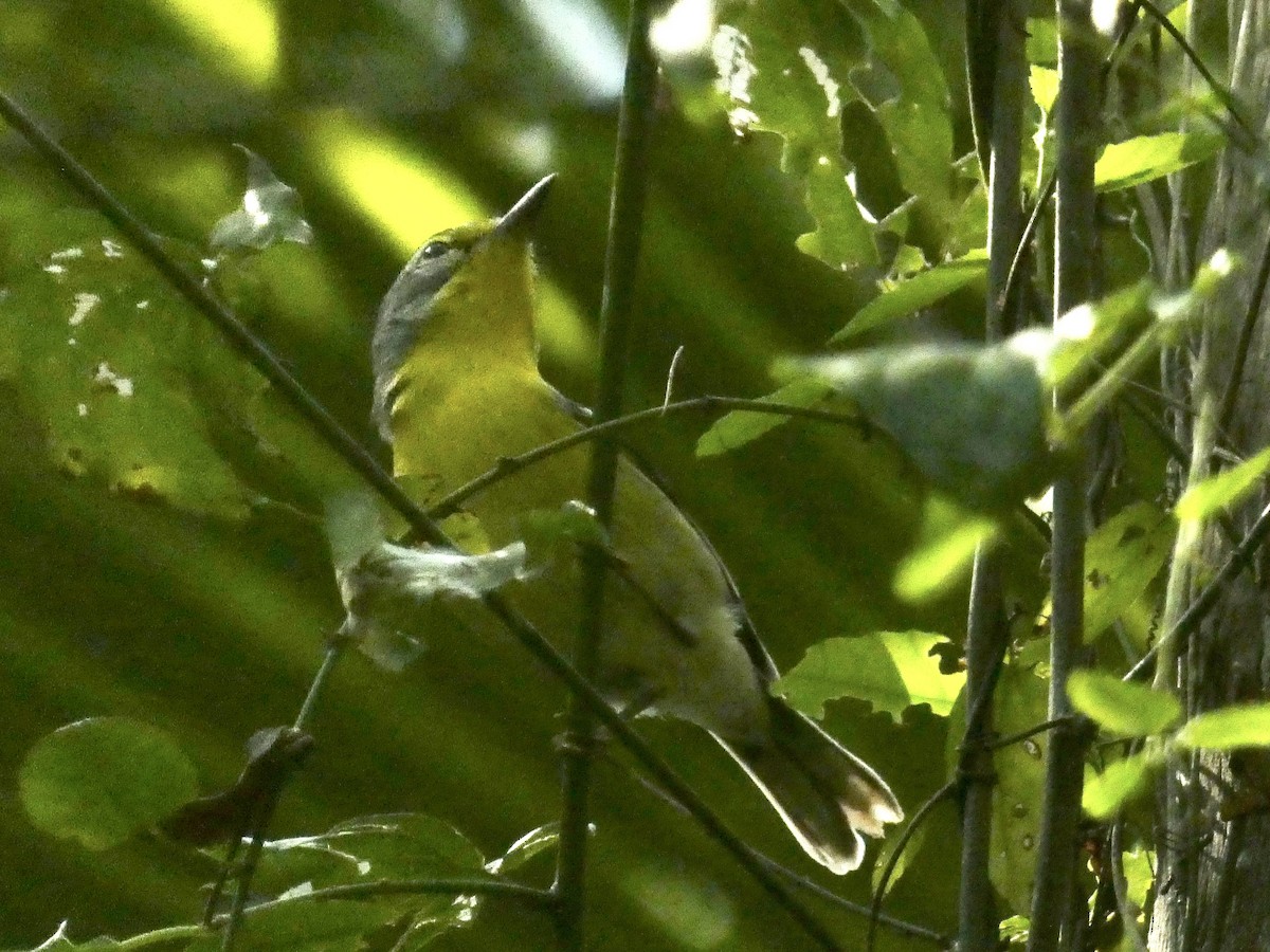 Adelaide's Warbler - John Landon