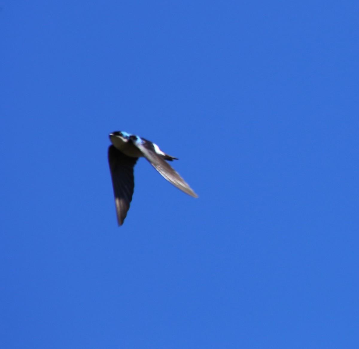 Tree Swallow - ML615550221