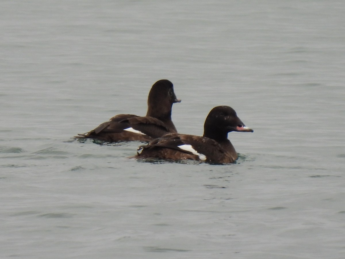 White-winged Scoter - ML615550265