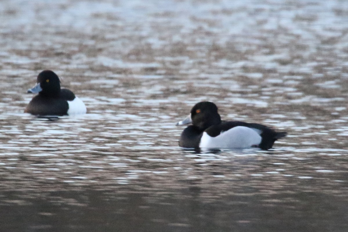 Ring-necked Duck - ML615550276