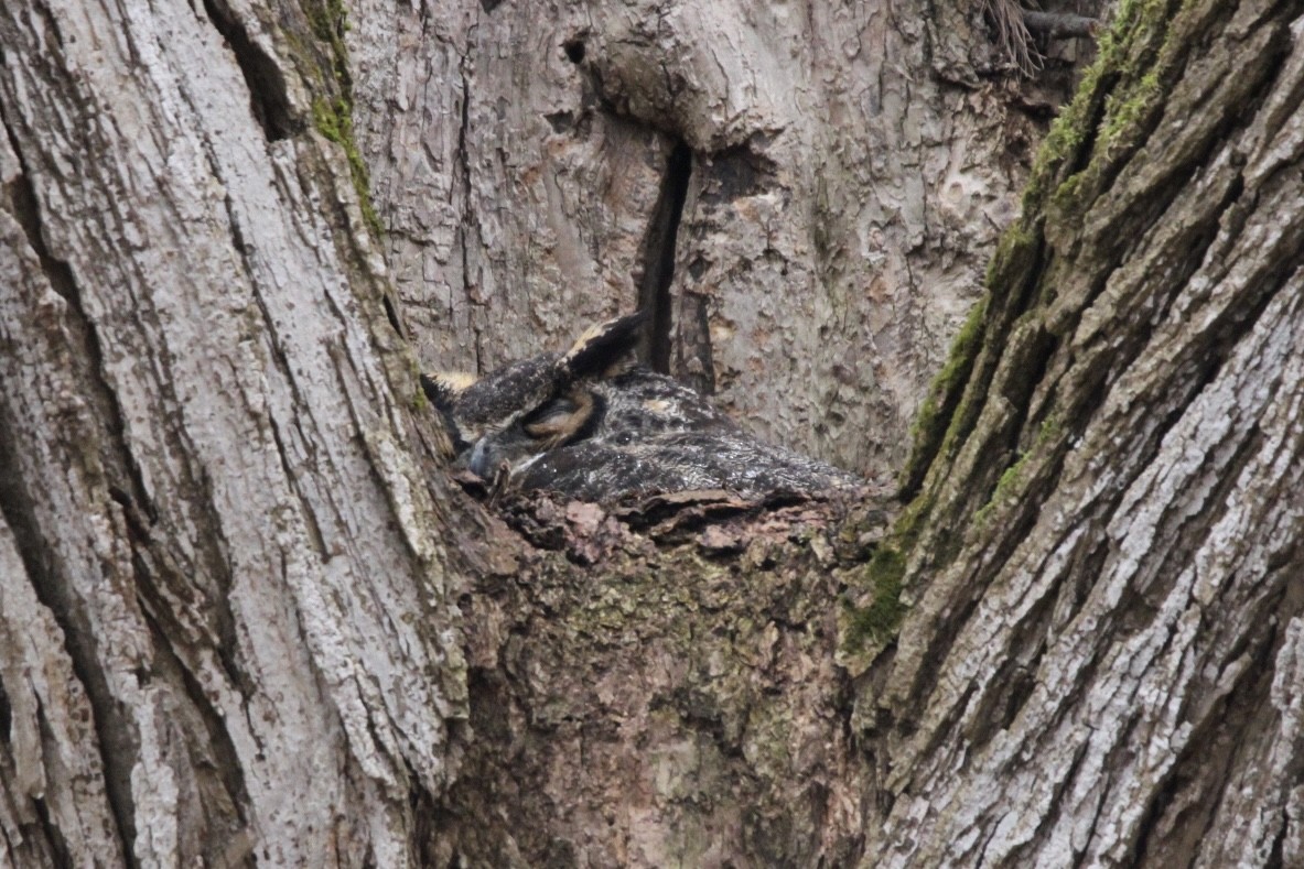 Great Horned Owl - ML615550299