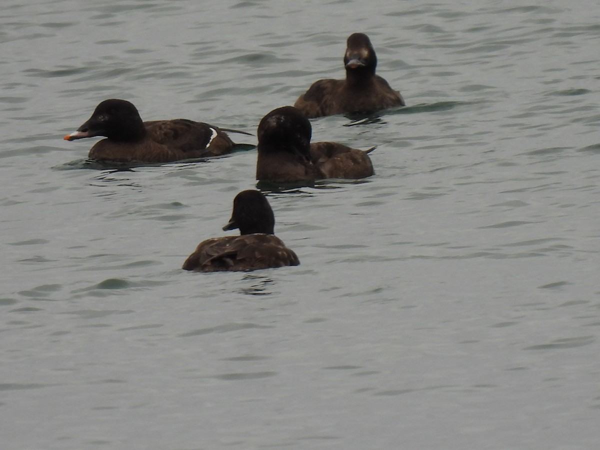 White-winged Scoter - ML615550305