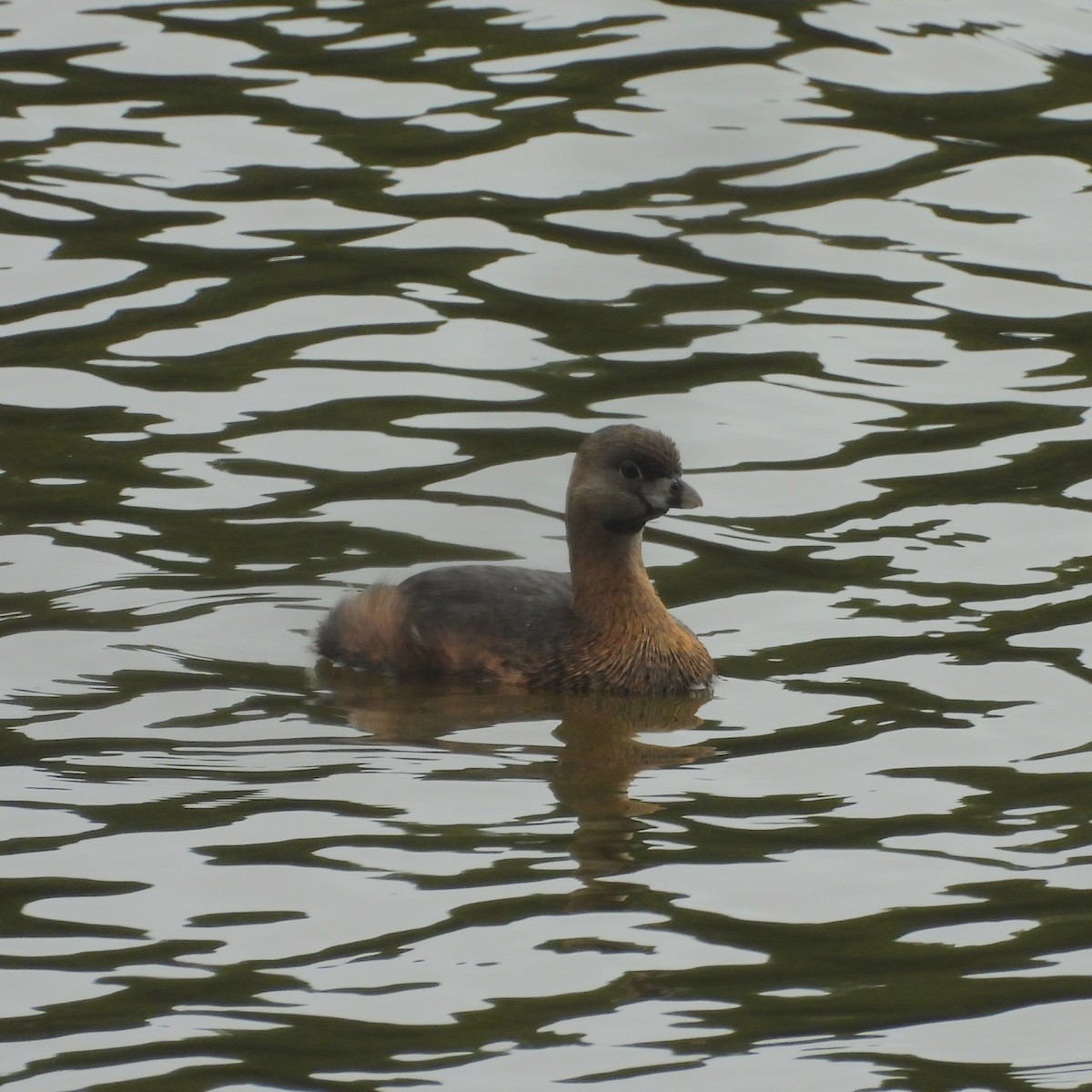 Pied-billed Grebe - ML615550314