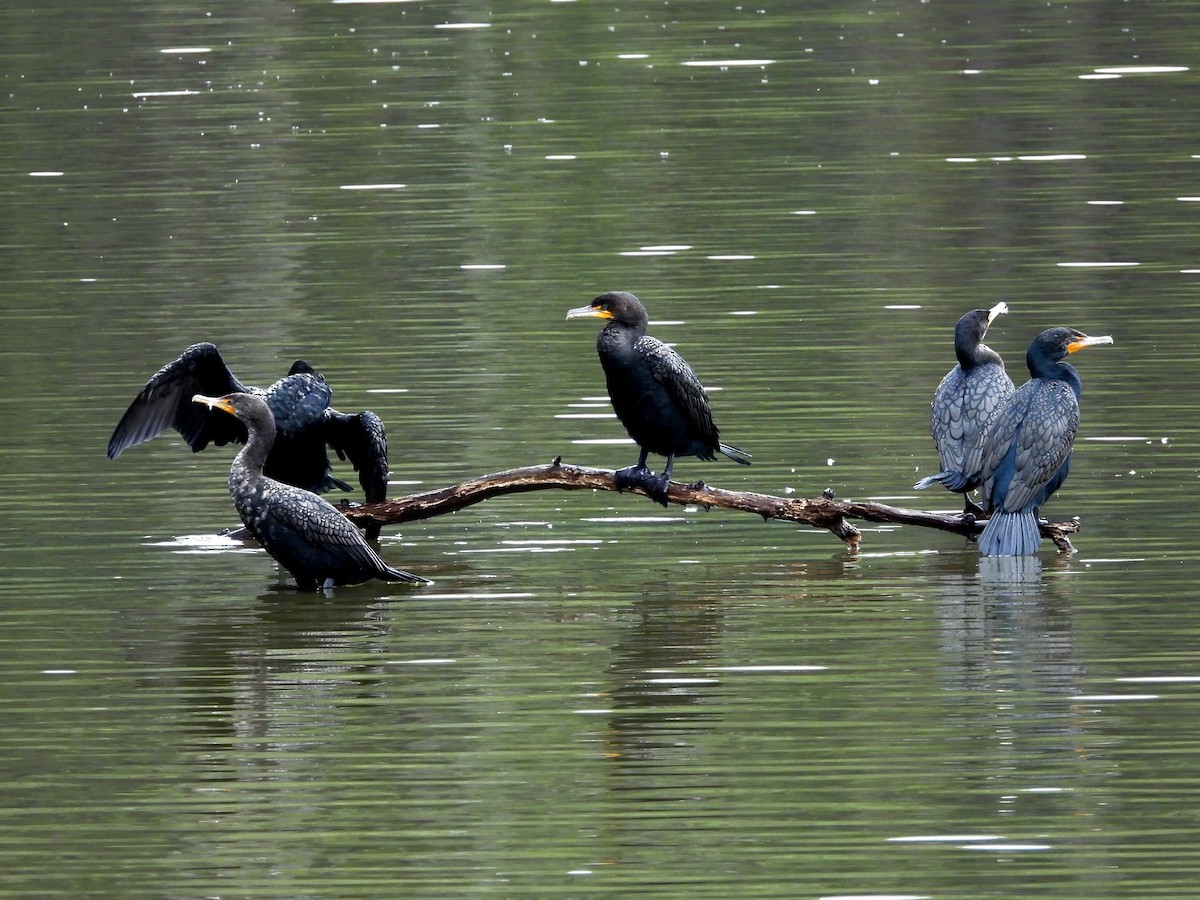 Double-crested Cormorant - ML615550322