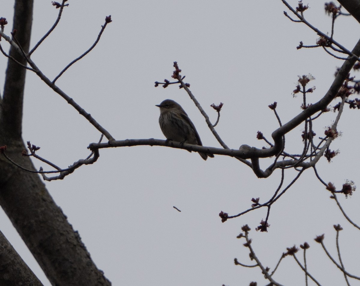 Yellow-rumped Warbler - Justin Labadie