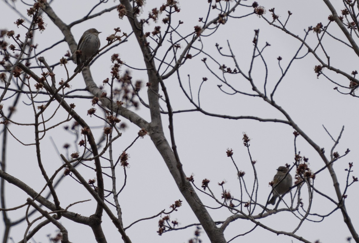 Yellow-rumped Warbler - Justin Labadie