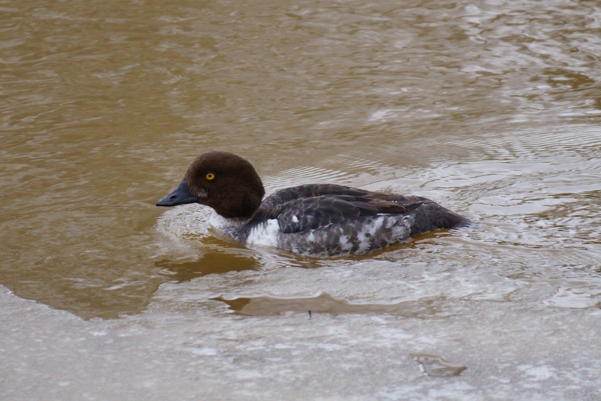 Common Goldeneye - ML615550338