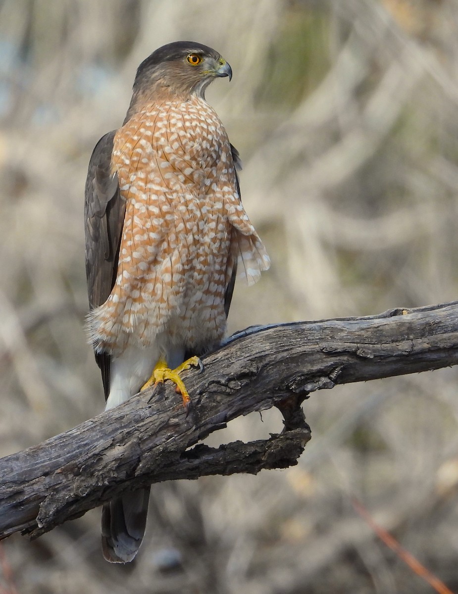 Cooper's Hawk - ML615550341