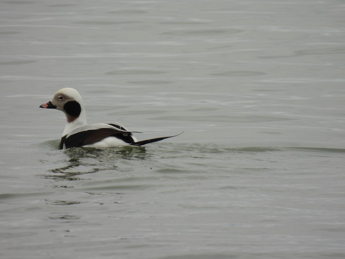 Long-tailed Duck - ML615550394