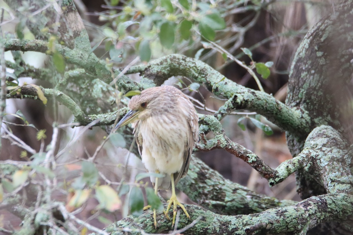 Black-crowned Night Heron - ML615550472