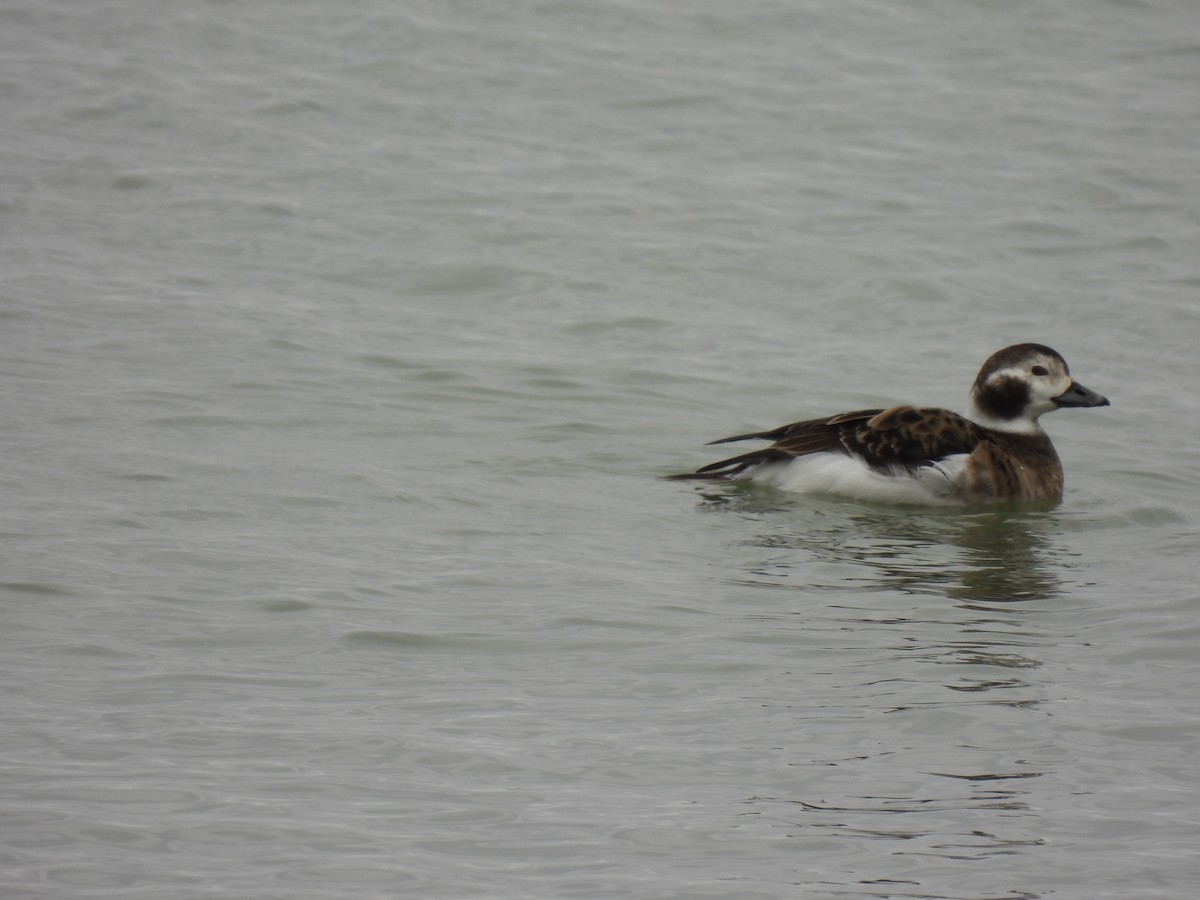 Long-tailed Duck - ML615550493