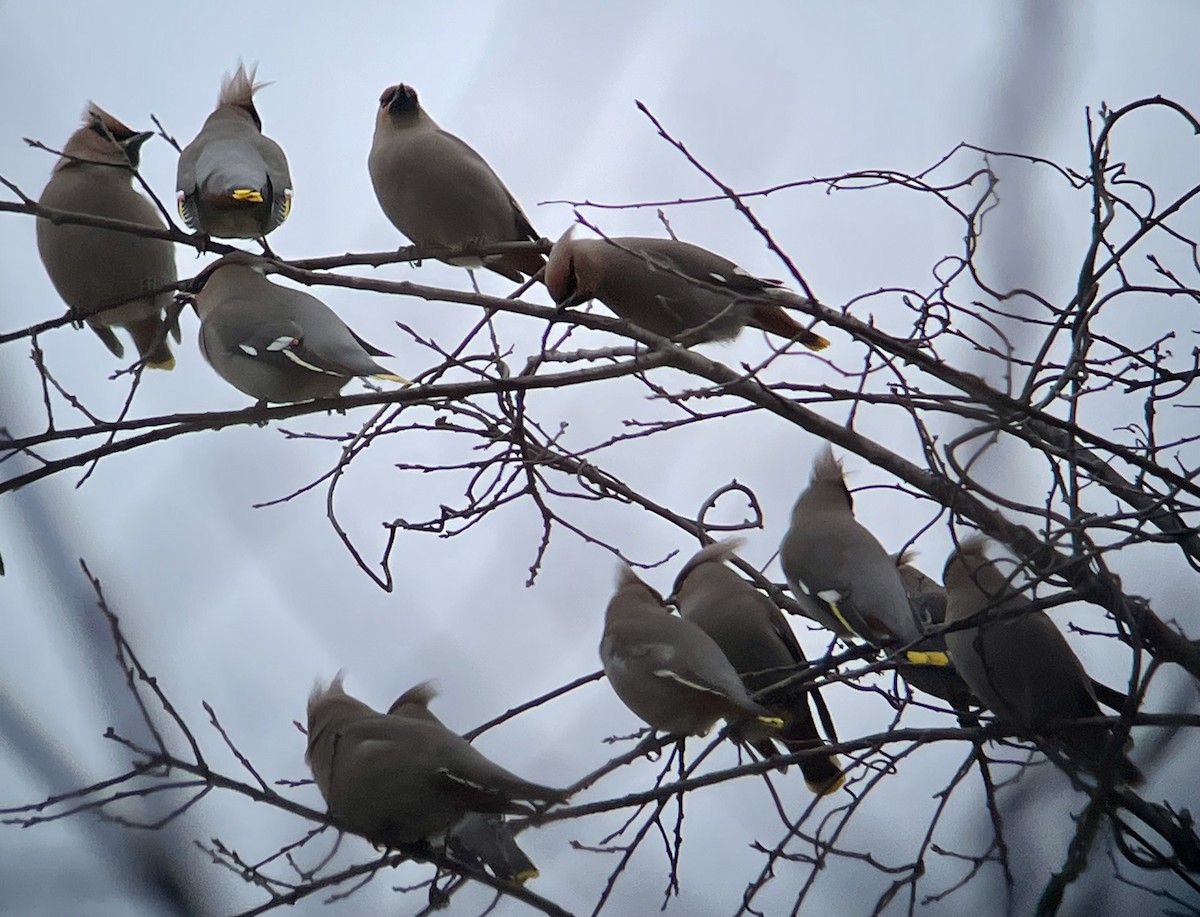 Bohemian Waxwing - ML615550592