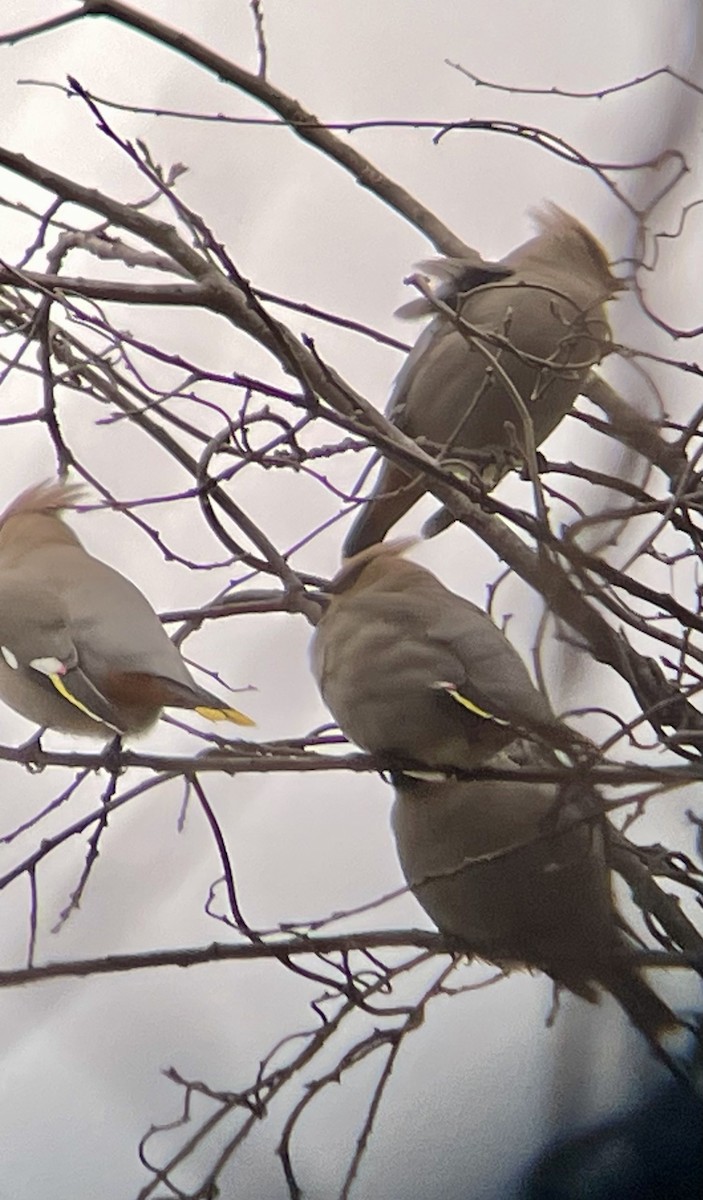 Bohemian Waxwing - ML615550593