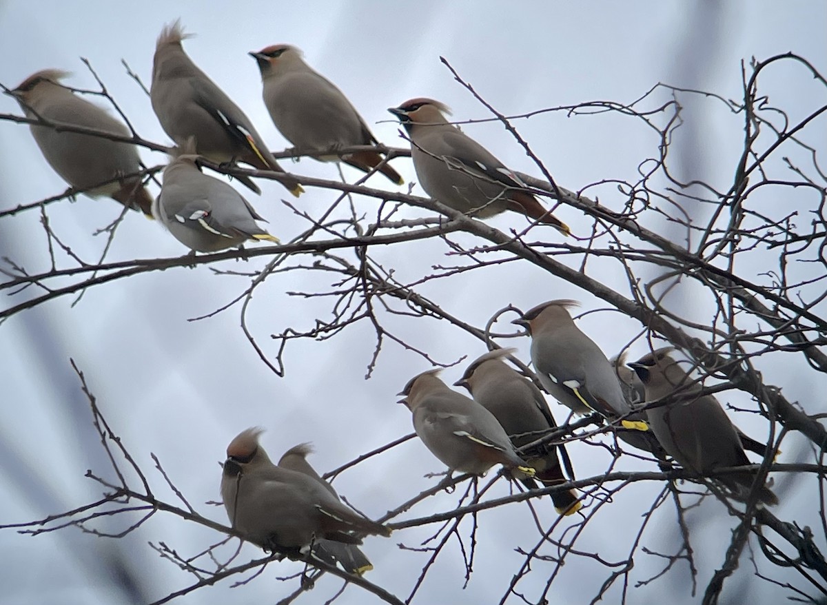 Bohemian Waxwing - brian kane