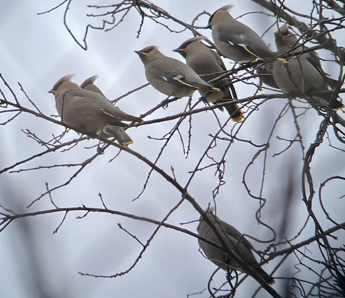 Bohemian Waxwing - ML615550595