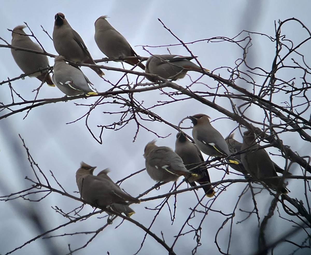 Bohemian Waxwing - ML615550596