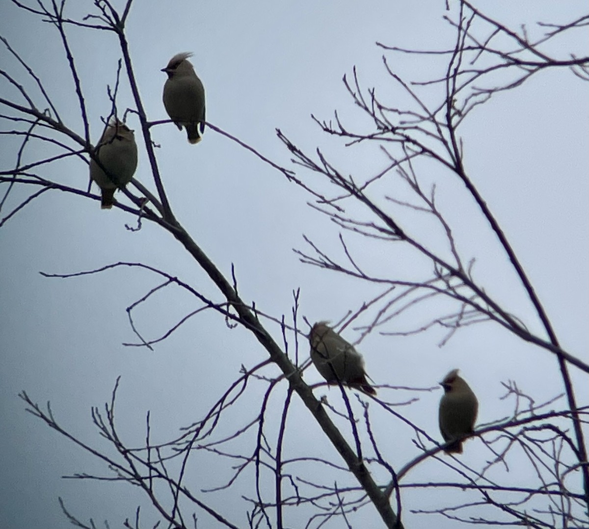 Bohemian Waxwing - ML615550597