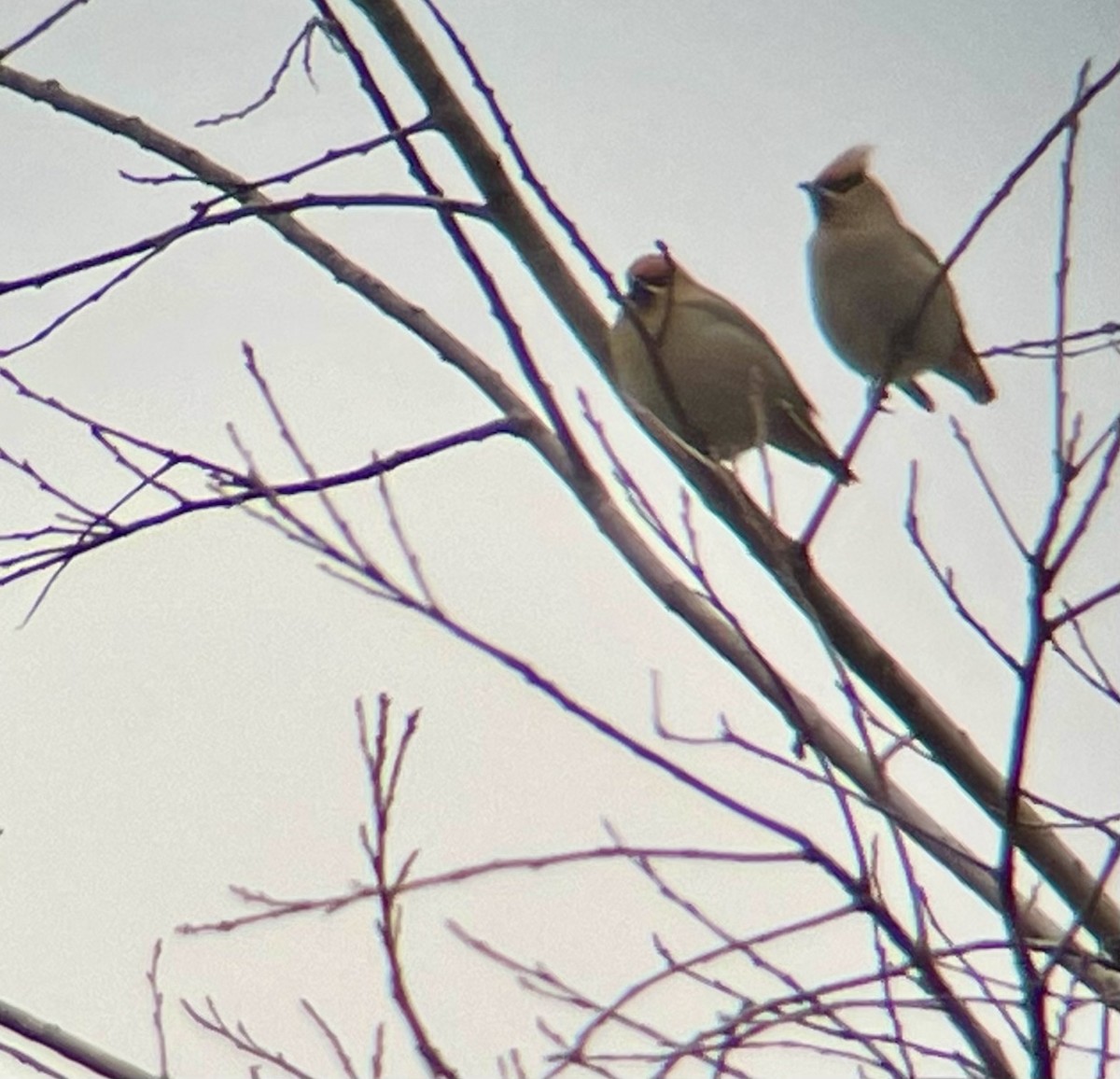 Bohemian Waxwing - ML615550599