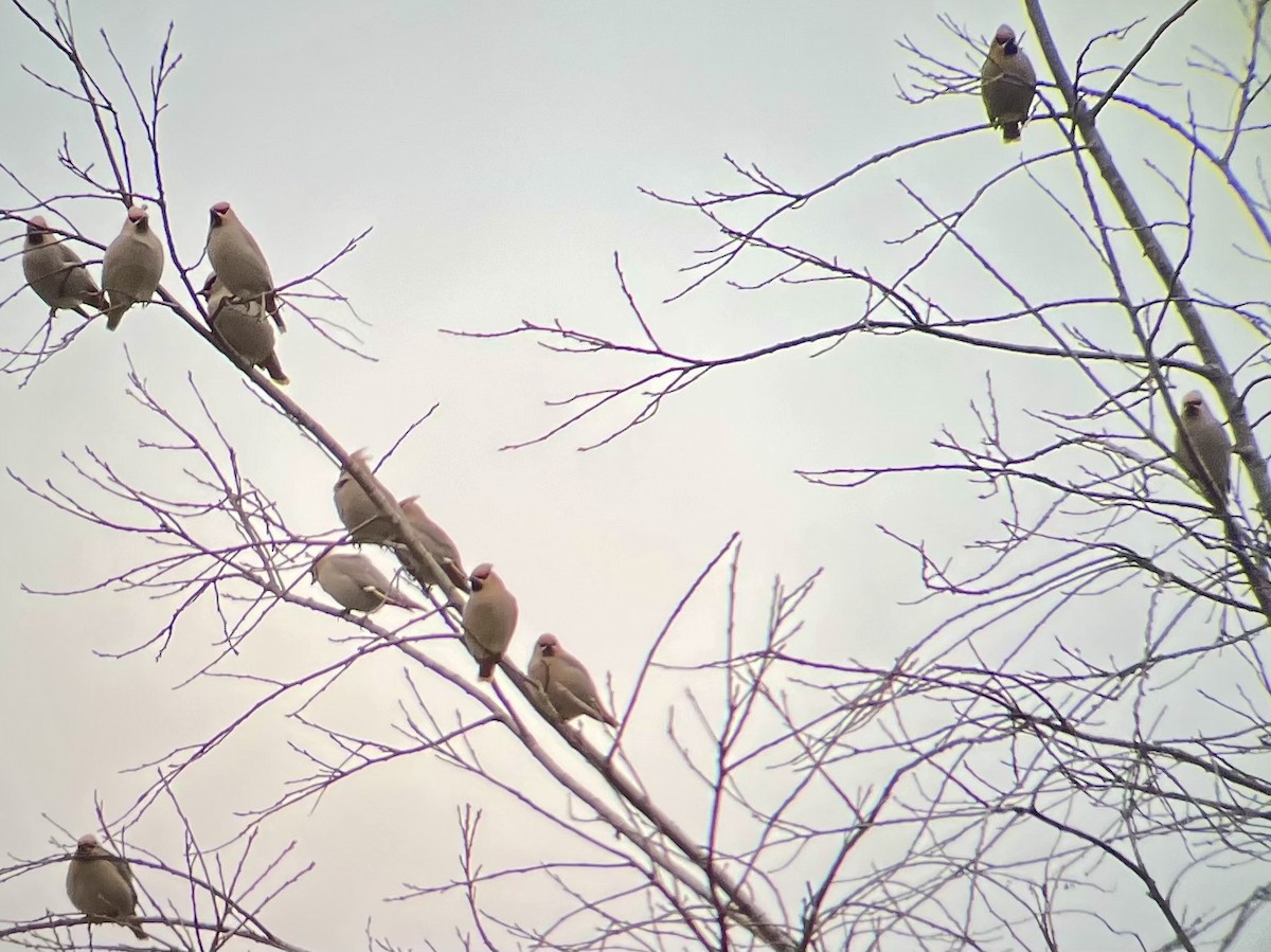 Bohemian Waxwing - ML615550600