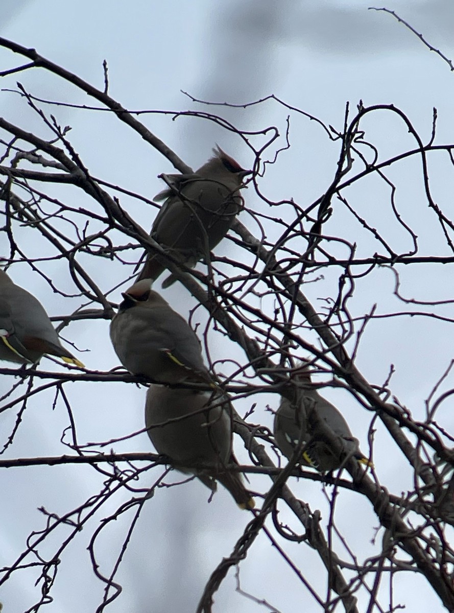 Bohemian Waxwing - ML615550601