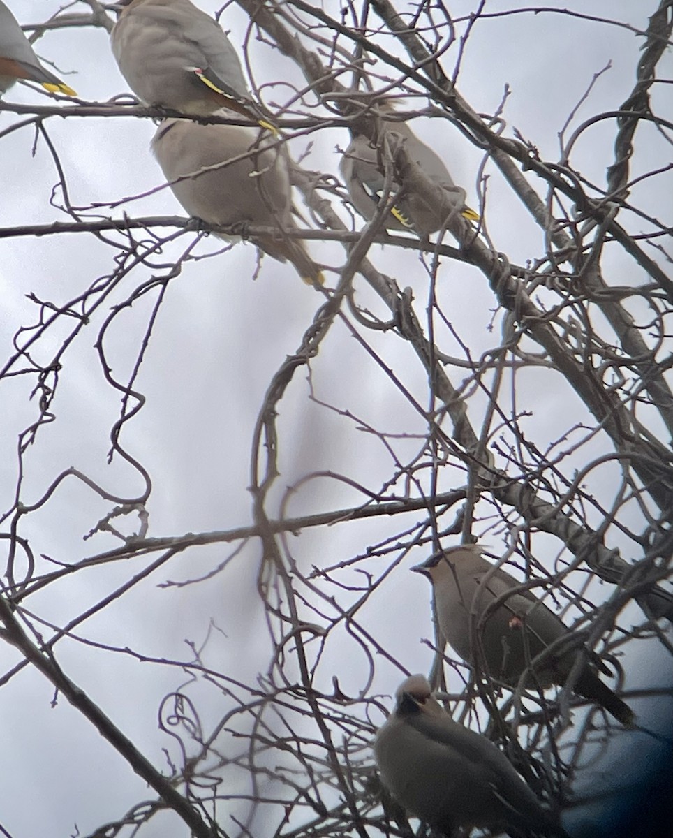 Bohemian Waxwing - brian kane