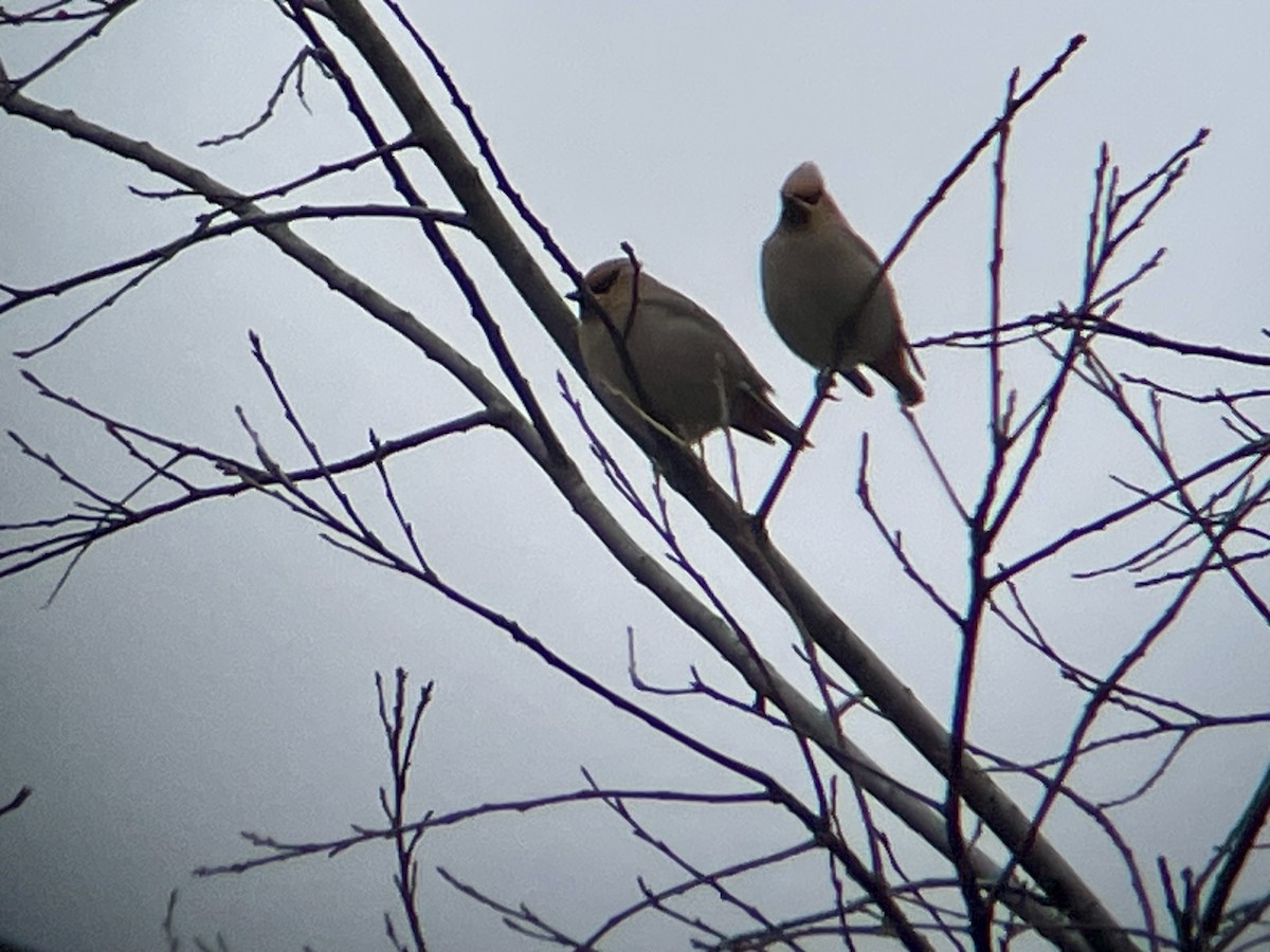 Bohemian Waxwing - ML615550603