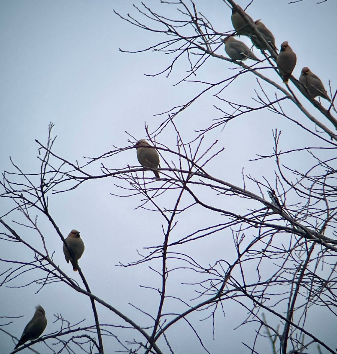 Bohemian Waxwing - ML615550605